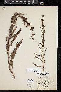 Penstemon triflorus image