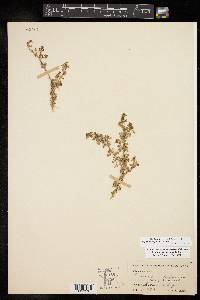 Lepidium didymum image