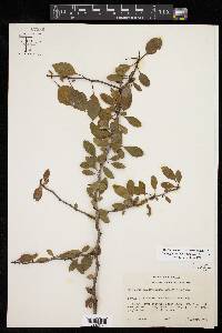 Crataegus brachyacantha image