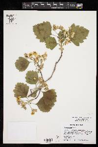 Crataegus mollis image