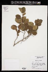 Crataegus turnerorum image