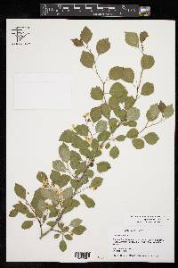 Crataegus viridis image
