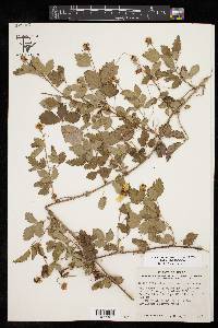 Rubus trivialis image