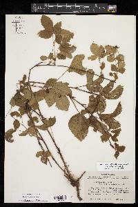 Rubus flagellaris image