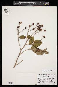 Rosa setigera image