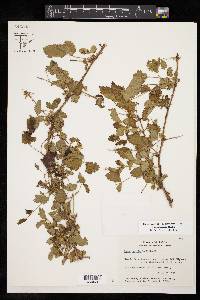 Rubus trivialis image