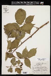 Rubus oklahomus image