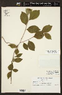 Ilex ambigua image