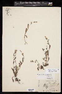 Myosotis macrosperma image