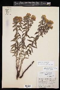 Lithospermum caroliniense image