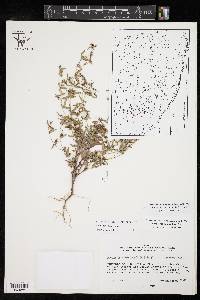 Chamaesyce hyssopifolia image