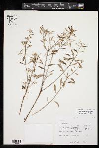 Croton argyranthemus image