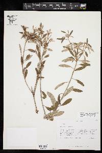 Croton argyranthemus image