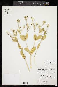 Euphorbia marginata image