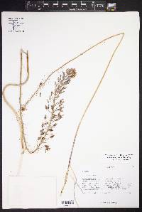 Camassia scilloides image