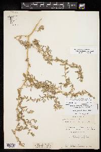 Atriplex pentandra image