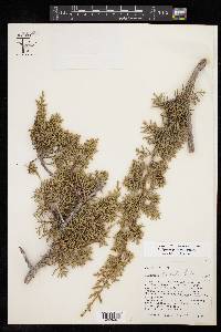 Juniperus pinchotii image