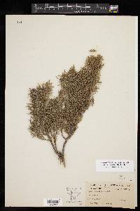 Juniperus ashei image