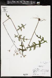 Lactuca hirsuta image