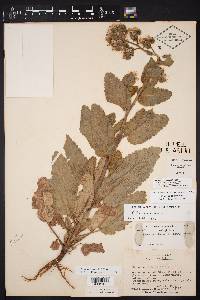 Phacelia texana image