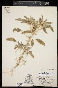 Croton lindheimerianus var. tharpii image