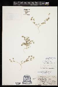 Euphorbia golondrina image