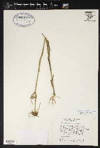 Sabatia gentianoides image