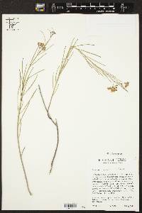 Asclepias linearis image