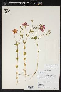 Sabatia campestris image