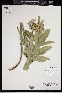 Asclepias viridis image