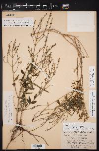 Carlowrightia parviflora image