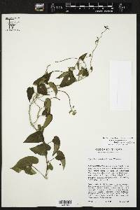 Cynanchum racemosum image