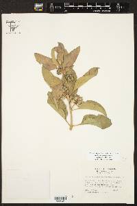 Asclepias oenotheroides image