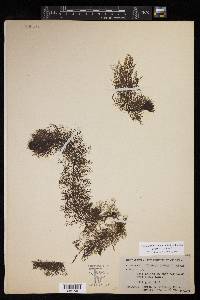 Utricularia gibba image