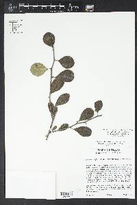 Sideroxylon lanuginosum image