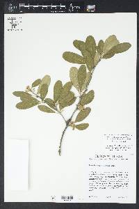 Sideroxylon lanuginosum image