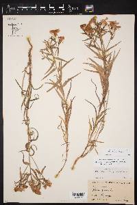 Phlox drummondii var. villosissima image