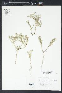 Polypremum procumbens image