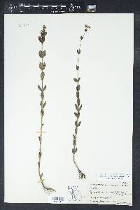 Mitreola sessilifolia image