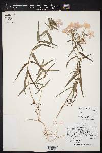 Phlox drummondii var. villosissima image