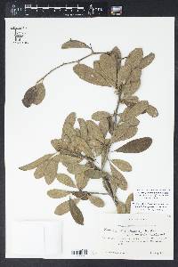 Sideroxylon lanuginosum image