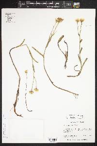 Symphyotrichum potosinum image
