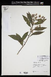 Image of Vernonia boquerona