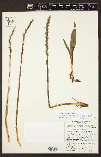 Spiranthes rubrocallosa image