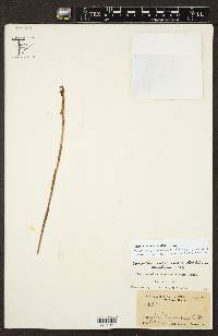 Spiranthes rubrocallosa image
