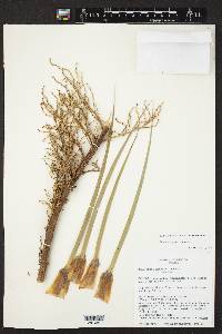 Beaucarnea gracilis image
