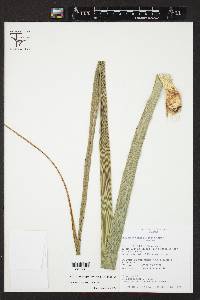 Beaucarnea recurvata image