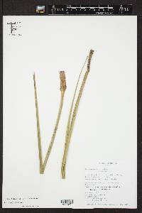 Beaucarnea gracilis image