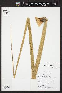 Beaucarnea recurvata image