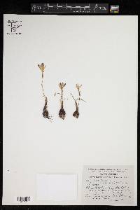 Zephyranthes brevipes image